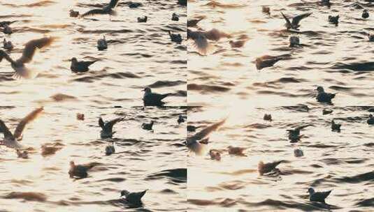 青岛栈桥海鸥日落风景超慢动作升格视频高清在线视频素材下载