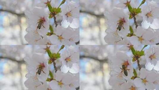 春天蜜蜂在盛开的樱花上采蜜慢镜头高清在线视频素材下载