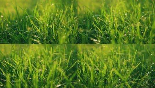 晨光中的草空镜唯美草丛高清在线视频素材下载