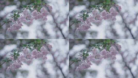 樱花 雨水 唯美意境高清在线视频素材下载