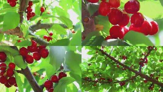 正午阳光晶莹剔透的樱桃高清实拍高清在线视频素材下载