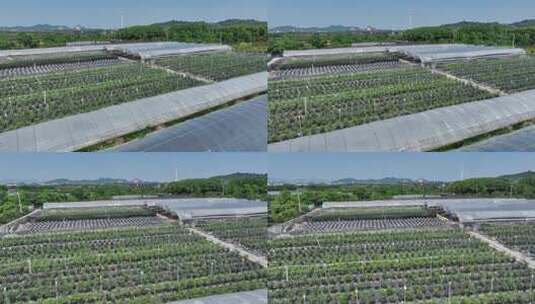 俯瞰农业种植蓝莓园高清在线视频素材下载