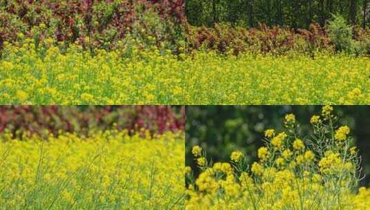 油菜花油菜田高清在线视频素材下载