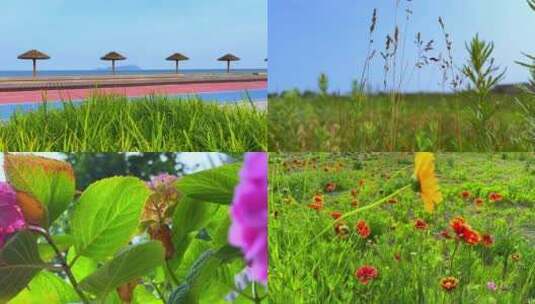 4K夏天花草树木海边花园风景高清在线视频素材下载