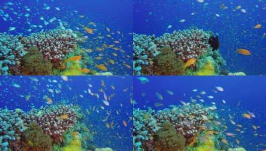 热带鱼类高清在线视频素材下载