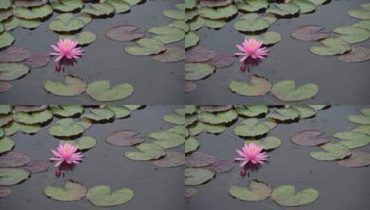 隋唐植物园雨中睡莲高清在线视频素材下载