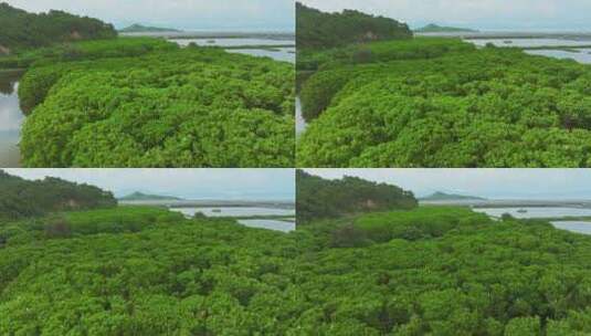 红树林湿地 海边红树林 候鸟 栖息地航拍高清在线视频素材下载