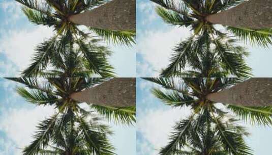 夏天阳光下海南的椰树林高清在线视频素材下载