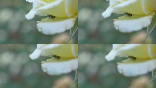 风中摇曳的白色小花和昆虫微距特写镜头高清在线视频素材下载