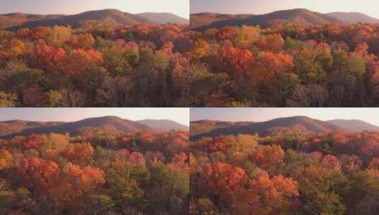 航拍秋天满山红叶高清在线视频素材下载