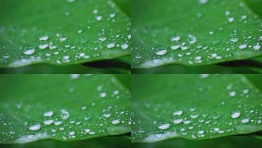 叶子露珠水滴绿色植物高清在线视频素材下载