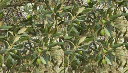 西班牙地中海边橄榄树上的橄榄高清在线视频素材下载