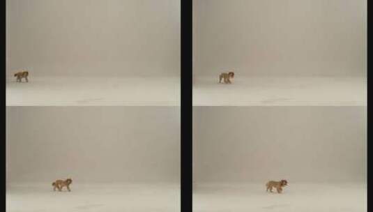 芬腾高速机1000fps之小狗走过来高清在线视频素材下载