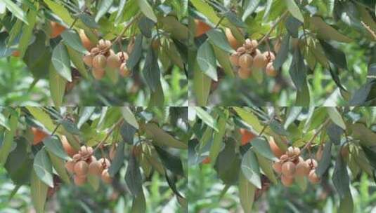 桂圆成熟水果丰收种植农业高清在线视频素材下载