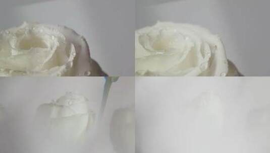 白玫瑰光影特写高清在线视频素材下载