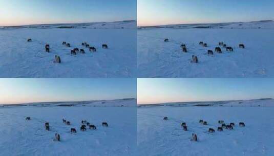 北方寒冬雪原牧场马群高清在线视频素材下载