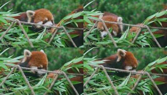 小熊猫吃竹子高清在线视频素材下载