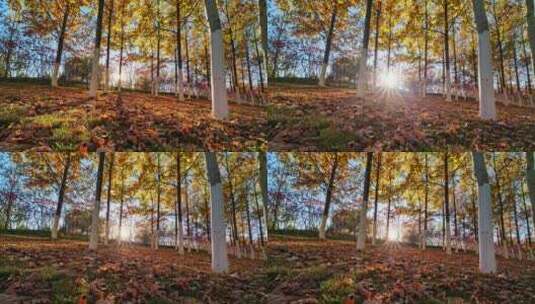 秋天阳光穿过树林光影变化延时高清在线视频素材下载