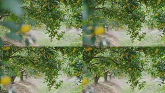 秋天树枝上成熟的橘子高清在线视频素材下载