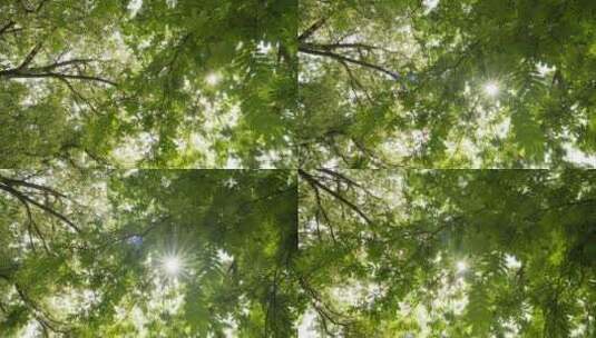 夏日森林树叶阳光刺眼星芒高清在线视频素材下载
