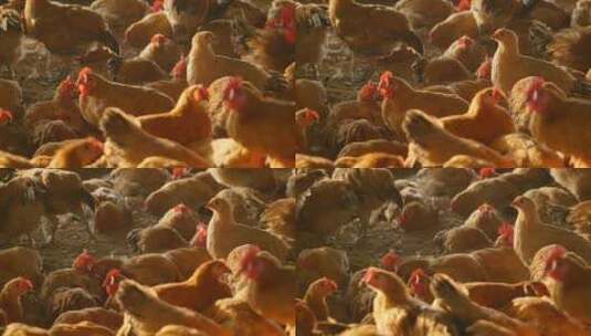 农村养鸡场鸡群戴着红色塑料片高清在线视频素材下载
