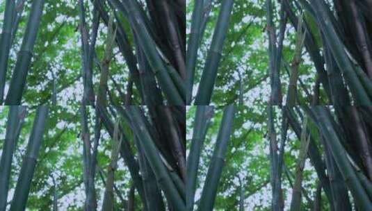 竹林阳光空镜高清在线视频素材下载