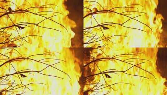 燃烧的篝火枯树枝火焰木炭高清在线视频素材下载