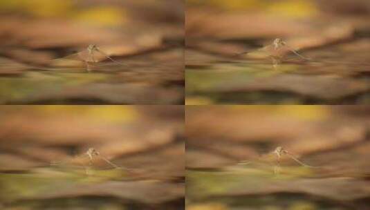 秋天池塘水面水黾水蜘蛛水猛高清在线视频素材下载