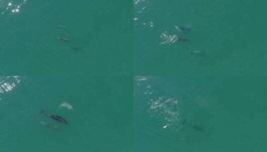 蓝色大海海豚飞跃可爱的海豚高清在线视频素材下载