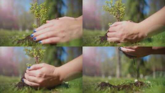 双手捧起泥土里的树苗高清在线视频素材下载
