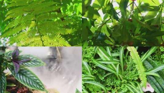 植物园里的热带植物高清在线视频素材下载