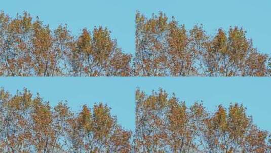 秋天风景秋色森林树木黄叶高清在线视频素材下载
