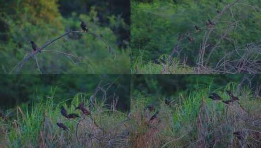 一群乌鸦站在枯木树枝上高清在线视频素材下载
