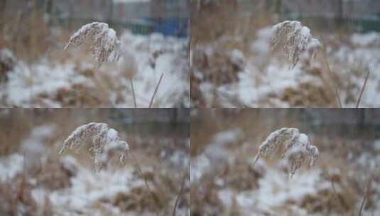 冬季雪花飘落到植物上的雪景高清在线视频素材下载