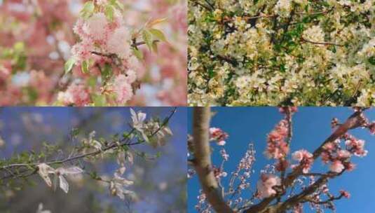 春暖花开踏青时节桃花樱花高清素材高清在线视频素材下载