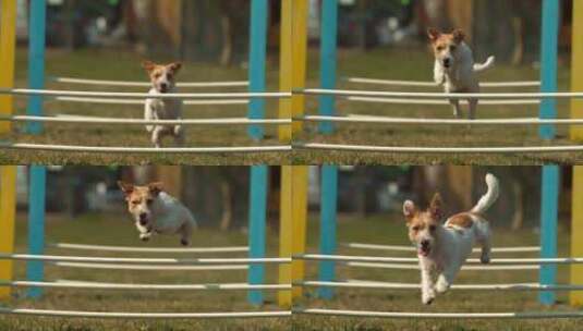 狗狗跳跃栏杆的慢镜头高清在线视频素材下载