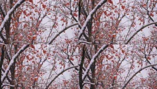 北京北海公园的节日雪景高清在线视频素材下载