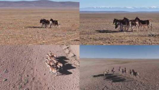 航拍青海高原上的藏马群高清在线视频素材下载