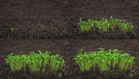 生长植物发芽新生水芹沙拉植物在温室农业中高清在线视频素材下载