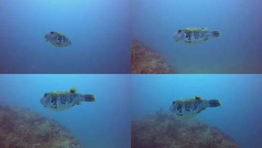 一条大鱼在五颜六色的珊瑚中游泳。概念：动高清在线视频素材下载