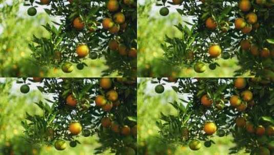 摇摄果园里挂满橙子的橙树高清在线视频素材下载