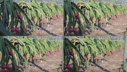 火龙果/火龙果种植基地高清在线视频素材下载