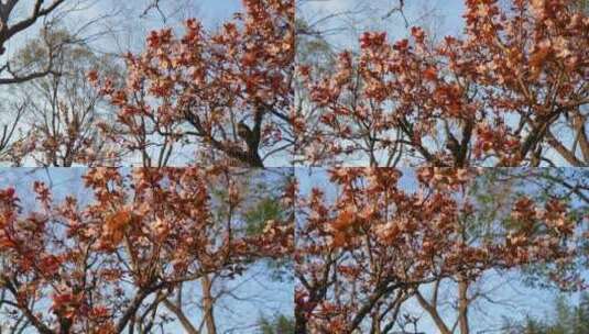 春天，阳光下的拙政园紫叶李花开高清在线视频素材下载