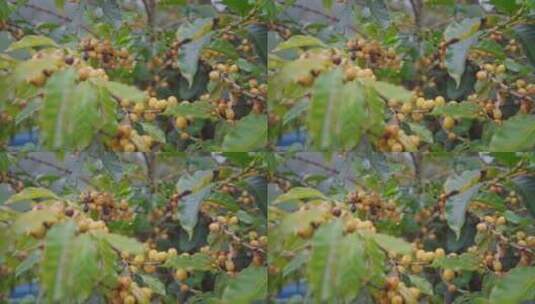 巴西咖啡豆种植园高清在线视频素材下载