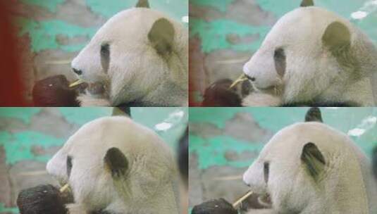 国宝大熊猫吃竹子特写视频高清在线视频素材下载