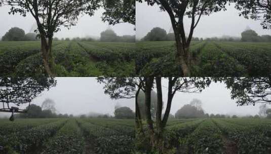雨雾天的茶园高清在线视频素材下载