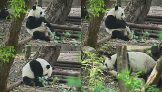 动物大熊猫高清在线视频素材下载