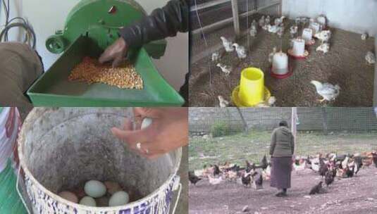 藏香鸡养殖高清在线视频素材下载