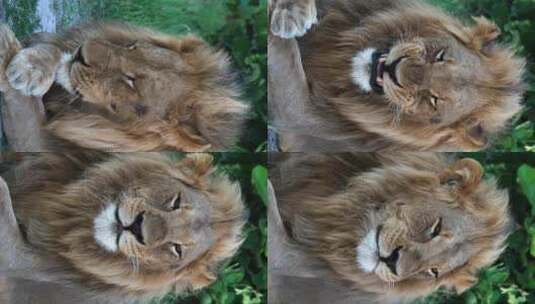 一只狮子舔着浓密的鬃毛的垂直视图。特写镜高清在线视频素材下载