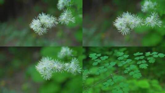 植物的慢动作特写镜头素材高清在线视频素材下载